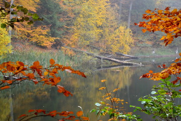 Piękny jesienny krajobraz, jezioro i las - obrazy, fototapety, plakaty