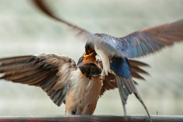 Swallow feeding its young. The barn swallow (Hirundo rustica) is the most widespread species of swallow in the world, Poland.