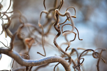Tree branches Corylus avellana, Contorta, in the spring. Twisted branches. Shallow Depth of Field