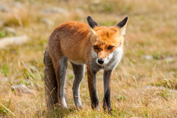 Young european Red fox (Vulpes vulpes), Babia Gora National Park, Poland.