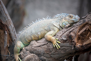Izmır Natural life park (dogal yasam park) iguana Animal  (Izmir / Turkey)
