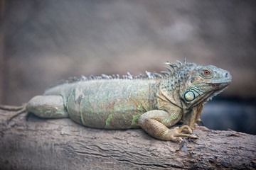 Izmır Natural life park (dogal yasam park) iguana Animal  (Izmir / Turkey)