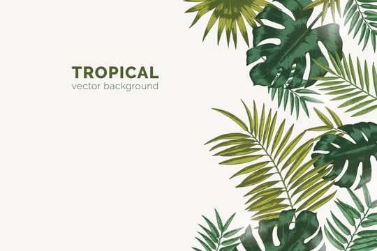 Summer paradise background with exotic palm tree branches and tropical Monstera leaves. Natural horizontal backdrop with foliage of rainforest jungle plants. Realistic botanical vector illustration.