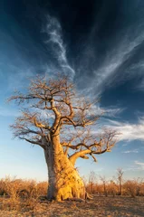 Foto op Canvas Baobabboom (Adansonia digitata) Makgadigadi Pans bij Gweta in Botswana. © GISTEL