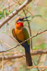White fronted bee eater (Merops bullockoides) near the river Chobe, Botswana Africa.