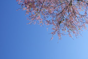 pink cherry flower blossom