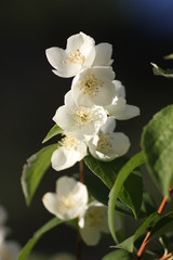 Fototapeta premium jasmine flowers