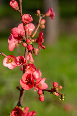Spring flowers series, red flowers on the branches flowering chaenomeles speciosa (chinese quince flowers )