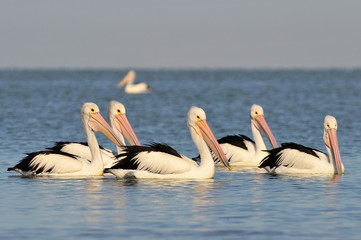 The Australian pelicans (Pelecanus conspicillatus) is a large waterbird of the family Pelecanidae, Coorong National Park Australia.