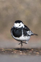 White Wagtail, Pied Wagtails, Wagtails, Motacilla alba