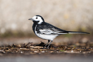 White Wagtail, Pied Wagtails, Wagtails, Motacilla alba