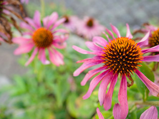 Echinacea flowers, Coneflower Echinacea Plants Growing in Herbal Garden.