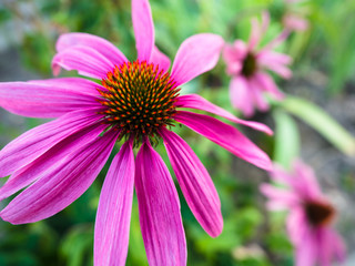 Obraz premium Echinacea flowers, Coneflower Echinacea Plants Growing in Herbal Garden.
