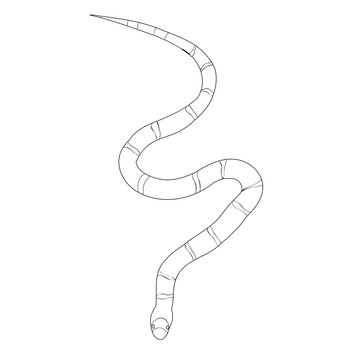 snake crawls, contour, design