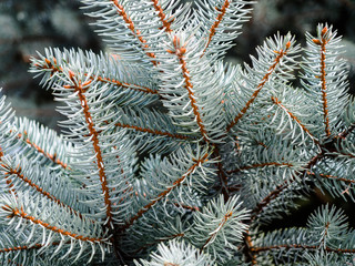 Naklejka na ściany i meble Background of Christmas tree branches, Natural green pine tree branches.