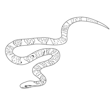 snake crawls, sketch isolated