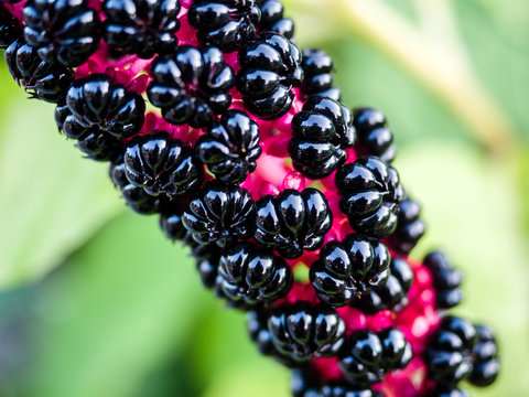 Phytolacca americana, American pokeweed, simply pokeweed, herbaceous perennial plant Phytolaccaceae growing up. It is native to the eastern United States and has significant toxicity.