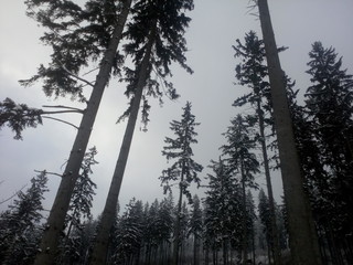 Тихое безмолвие