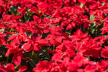 Red Poinsettia flower or Euphorbia Pulcherrimaon of red Christmas background in the garden.