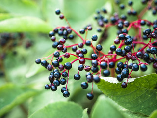 Branches of a plant of a black elder in the garden on blurred background. Wild Elder Berries ripen in the summer sun.