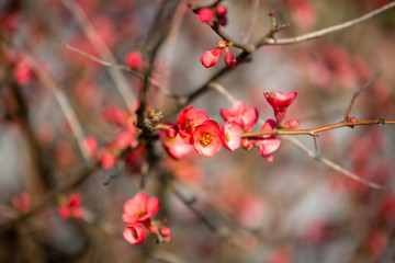Spring flowers series, red flowers on the branches flowering chaenomeles speciosa (chinese quince flowers )