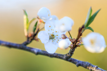 Close up of the blooming branch of the fruit tree.