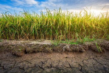 Beautiful green cornfield with sunset sky background.