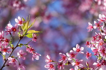pink cherry flower blossom