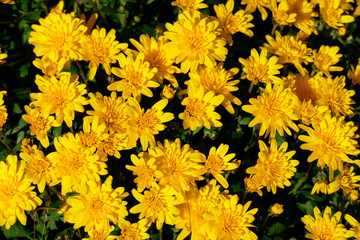 Gelbe Dahlien, close-up, Hintergrundbild