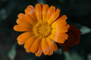 orange calendula