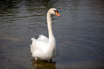 Izmır Natural life park (dogal yasam park) Swan bird  (Izmir / Turkey)