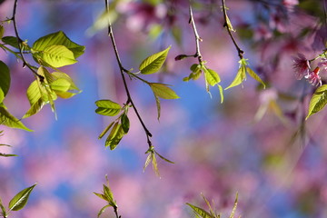 pink cherry flower blossom