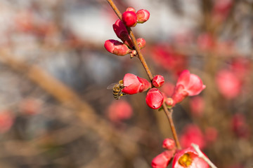 Spring flowers series, red flowers on the branches flowering chaenomeles speciosa (chinese quince flowers )
