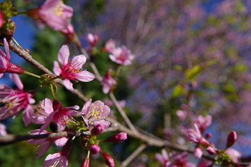pink cherry flower blossom