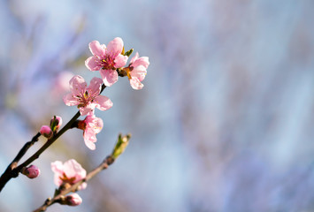 Spring forward, springtime concept - pink flowers,  background with copy space