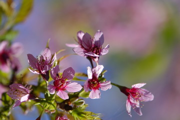 pink cherry flower blossom