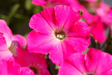 pink Flammenblumen (Phlox)
