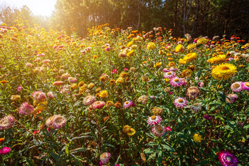 Fototapeta premium Straw flower of colourful beautiful on green grass nature in the garden with cliff of mountains at Phuhinrongkla National Park Nakhon Thai District in Phitsanulok, Thailand.