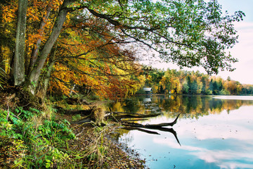 Fototapeta Piękny jesienny krajobraz, jezioro i las obraz