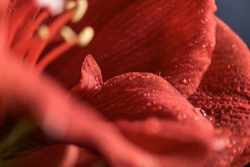 macro view of Living coral amaryllis flower background