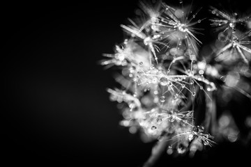 Closeup of dandelion on natural background, beautiful nature concept. © icemanphotos