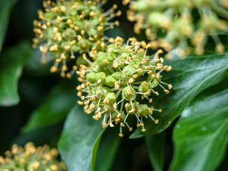 Common ivy (Hedera helix) in blossom, self climber with evergreen foliage and blooms, climbing or ground-creeping woody plants, Europe, Africa, across central-southern Asia east to Japan and Taiwan.