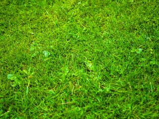 Texture of a field, green grass, lay on a ground.