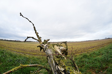 Fototapeta na wymiar fallen tree in field abstract fisheye