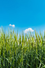 Campo de cebada recortado sobre cielo azul