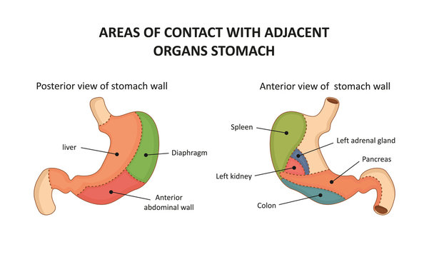 Areas of contact with adjacent organs stomach