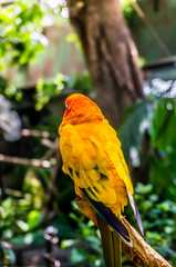 colorfull parrot sitting on a tree branch in indoor tropical garden
