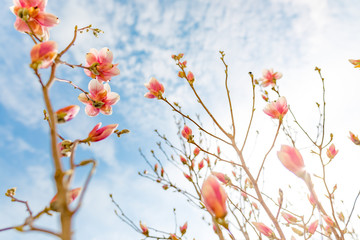 Beautiful magnolia tree blossom and blue sky with blurry background