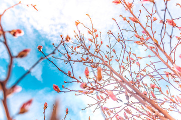Beautiful magnolia tree blossom and blue sky with blurry background