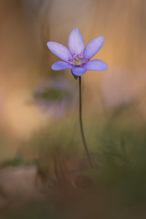 Delicate and gentle tiny violet flower, one of the first to blossom in the spring. Typical sign the warmer times are ahead and that winter is going away. Liverwort or anemone hepatica is beautiful.